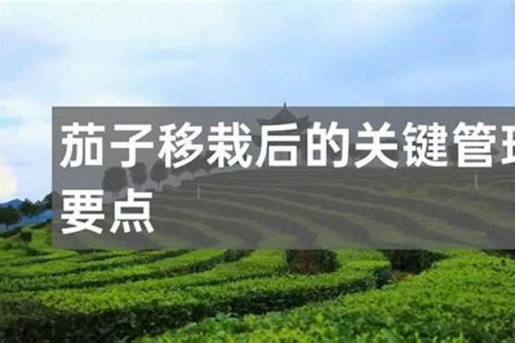 茄子幼苗什么时候施肥