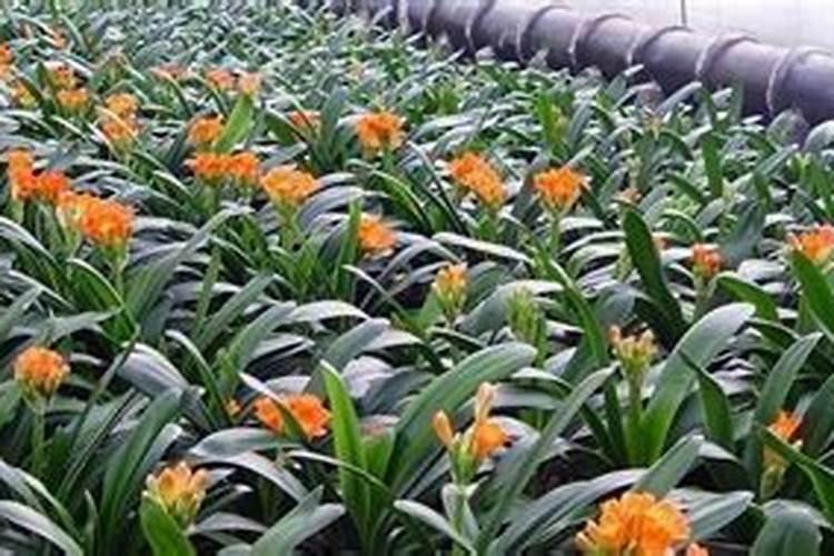 花生高产种植技术