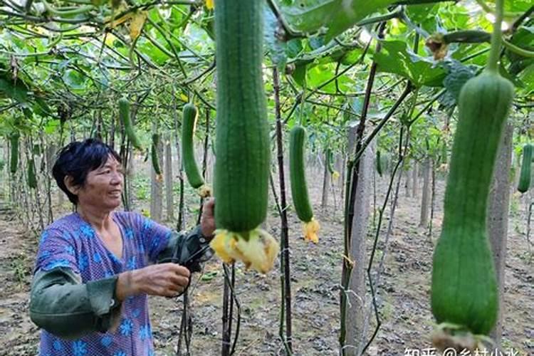 丝瓜用什么肥料产量高 挂果后施什么肥料