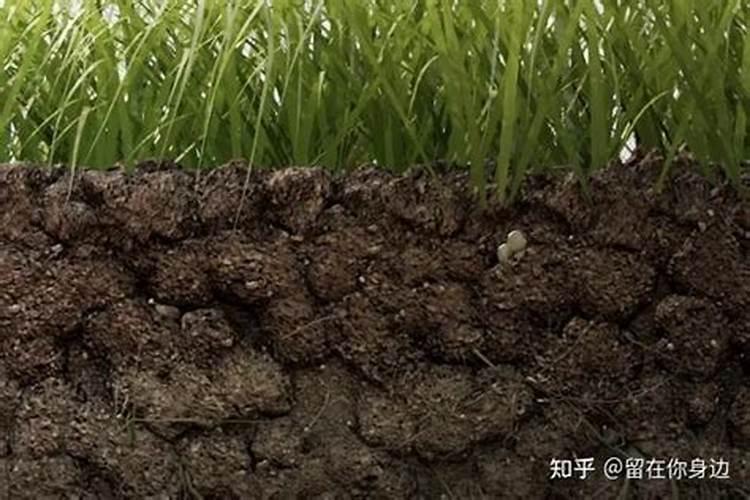 硼肥对小麦的作用与功效