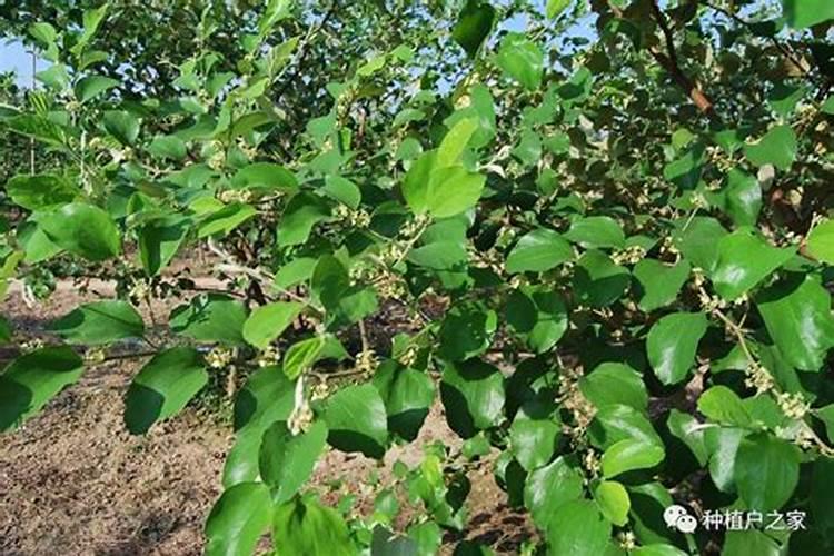台湾大青枣种植浙江天台可以种吗？