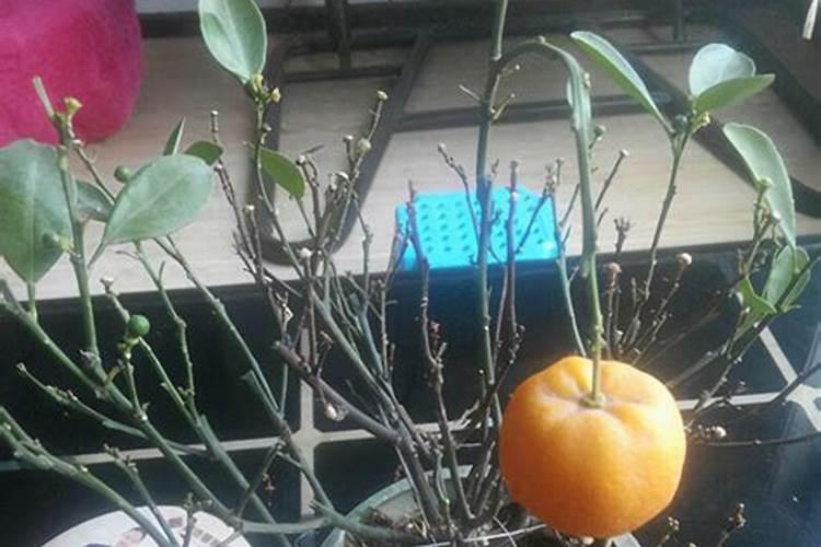 使植物硕果累累的是什么肥