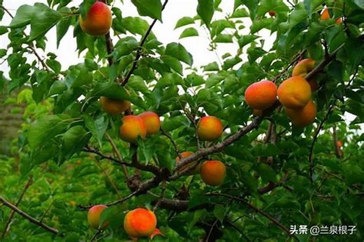 多肉怎么施肥施什么肥