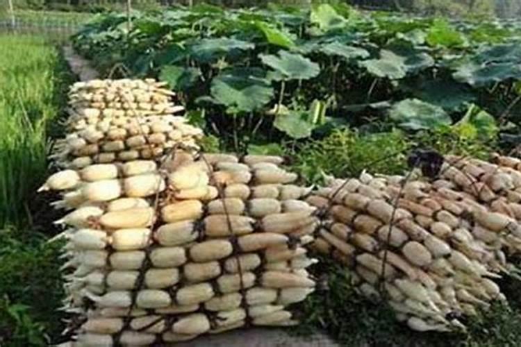 莲藕用什么肥料产量高