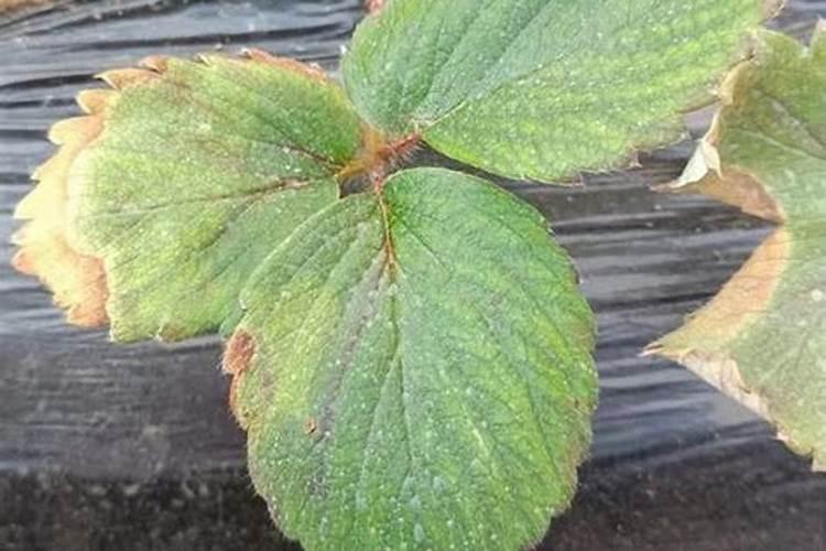 草莓肥害补救措施 草莓肥害的典型症状