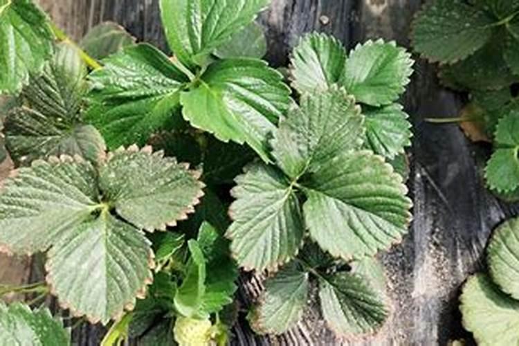草莓肥害补救措施 草莓肥害的典型症状