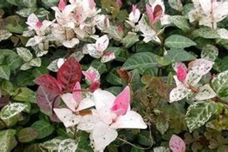 栀子花新长的叶子不太绿,怎么回事？
