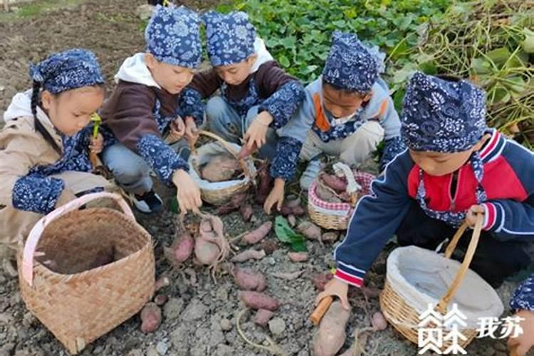 种完花生再种红薯用什么肥料？