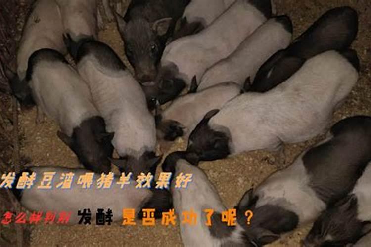 鱼蛋白肥料制作方法,附使用方法和注意事项