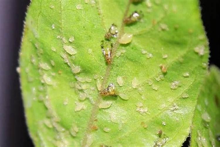 怎么杀死蚜虫又对植物的伤害最小？