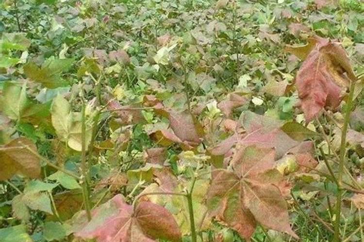 韭菜喷叶面肥用磷酸二氢钾好吗