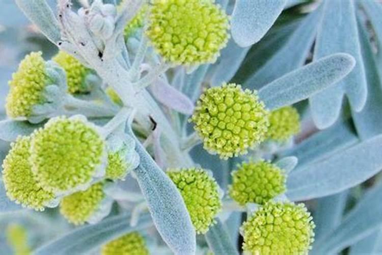 种植西瓜用什么肥料最佳？不同生长阶段,巧施肥料