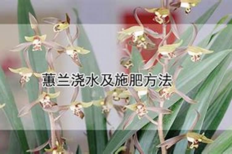 蕙兰如何施肥