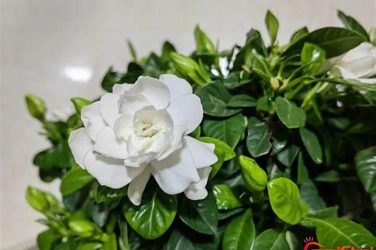 生根水的使用方法
