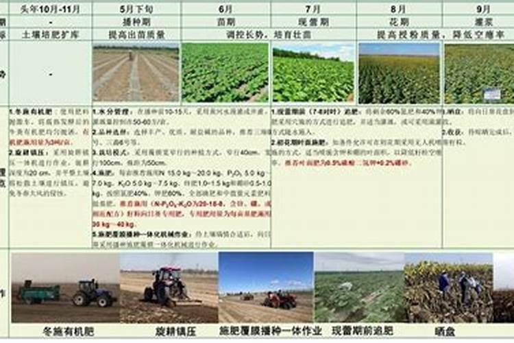 盐碱地水稻怎样施用磷钾肥？