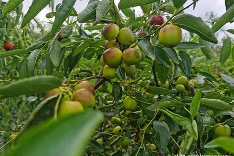 青菜施什么肥最好