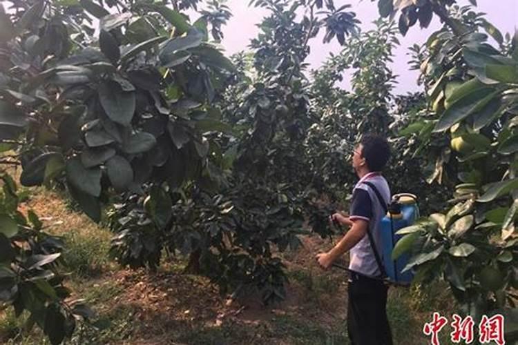 绿萝可以用复合肥吗