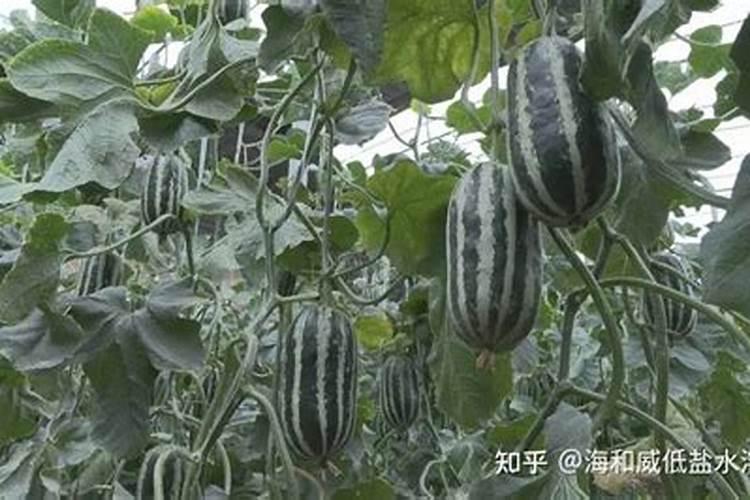水果一般要施什么肥料才更甜？