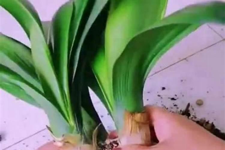常用钾肥有哪些及使用方法