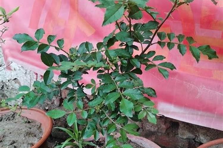 花椒树的种植方法(详解花椒种植技术)
