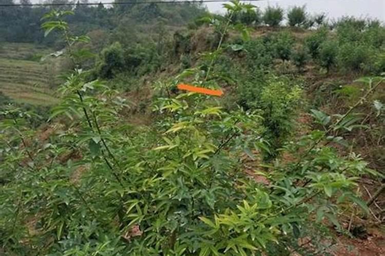 花椒树的种植方法(详解花椒种植技术)
