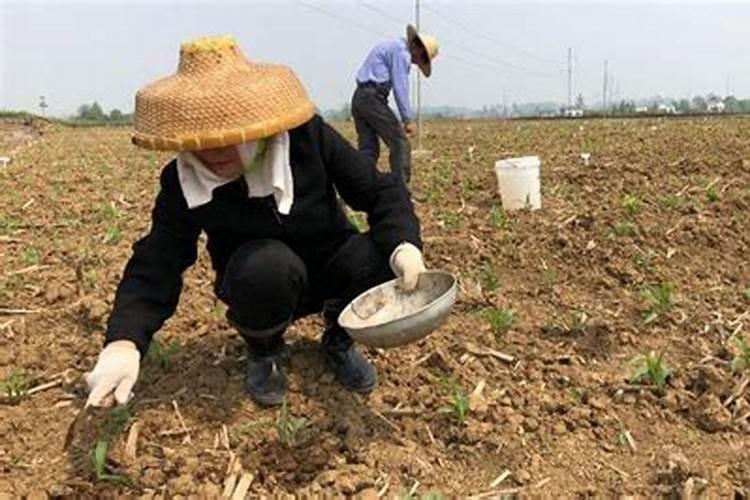 冬小麦什么时候追肥最好