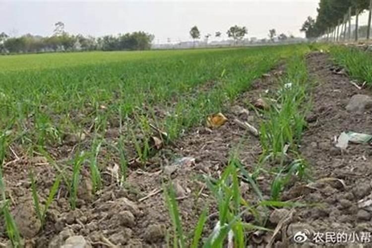 小麦除草剂能和叶面肥混合打吗 什么时候打合适