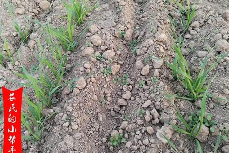 麦地打叶面肥后还能打除草剂吗？