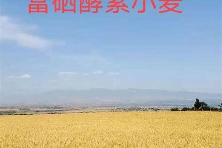 富硒大米种植技术？需要什么富硒肥吗？