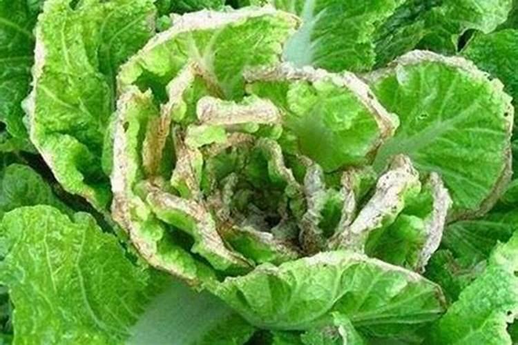 钙镁磷肥十大禁忌