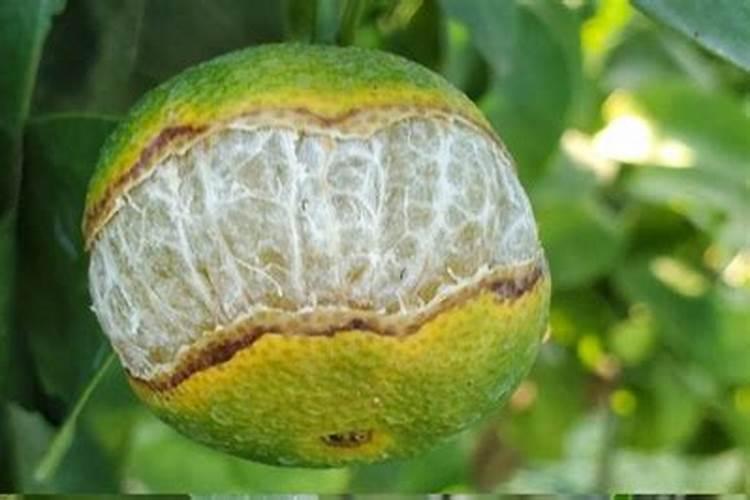 微量元素水溶肥料使用方法有哪些
