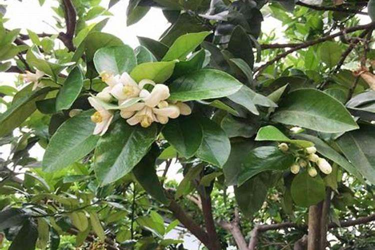 ...花前又没打药,现在打点磷钾型叶面肥加红蜘蛛的药是否可以急百度知 ...