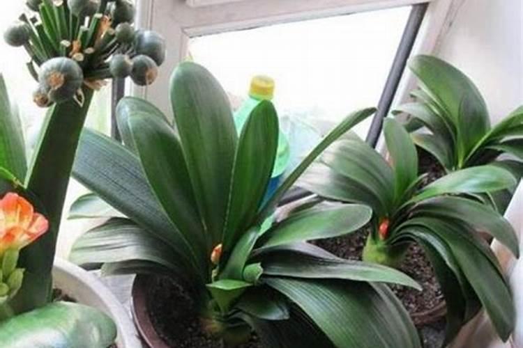 胡椒是怎么种植的