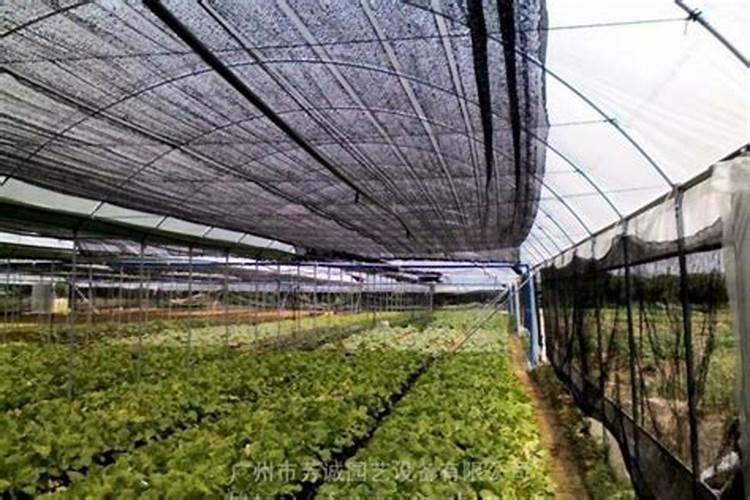 吡虫啉有哪些作用？ 多菌灵的麦类防治方法