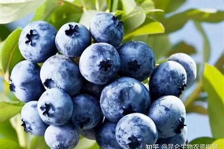 蓝莓什么肥料最好最旺