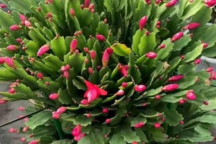 养蟹爪兰用什么肥料