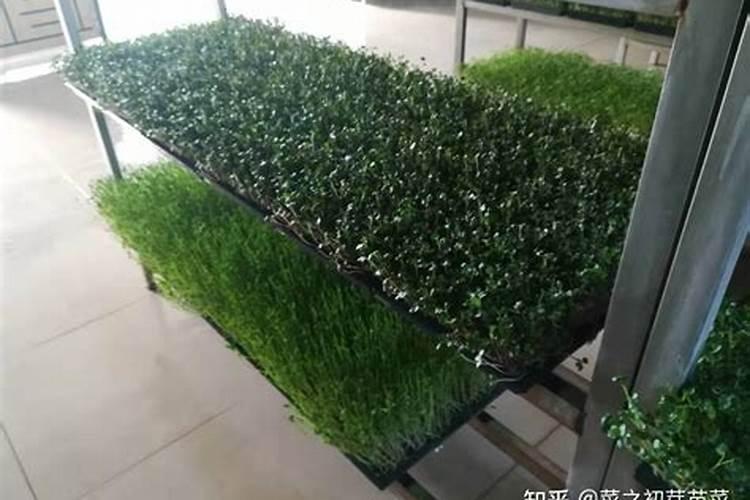 紫花苜蓿初期施什么肥料花卉百科