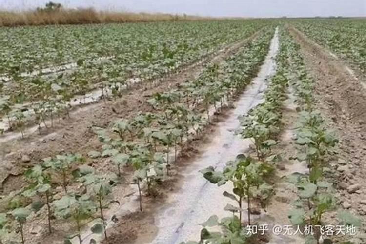 棉花后期需要什么肥料,侧枝过旺怎么办