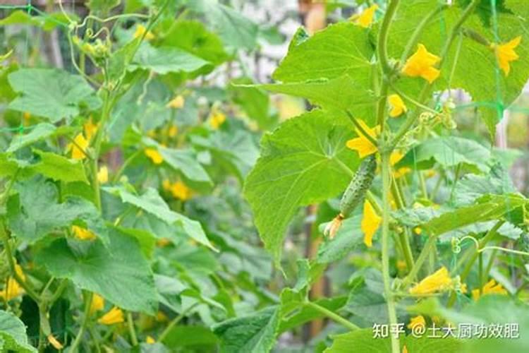 腐植酸属于有机肥吗？有什么优点？