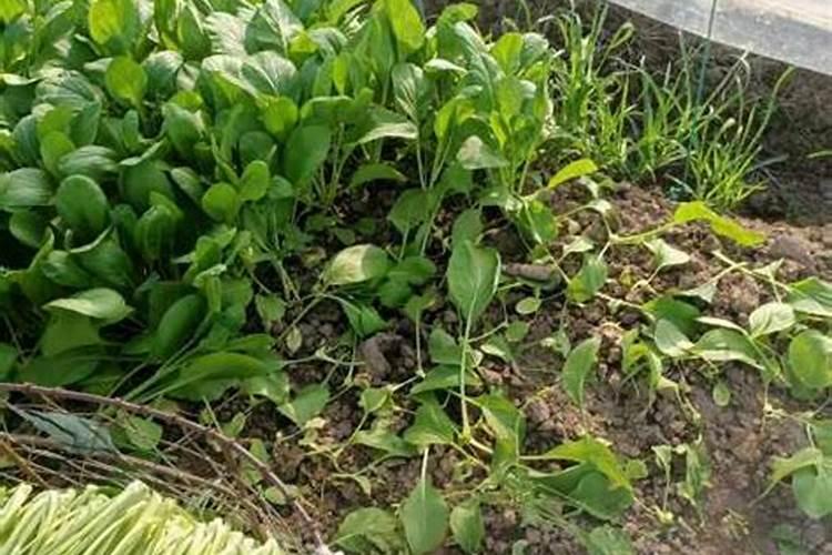油菜施什么肥料最好