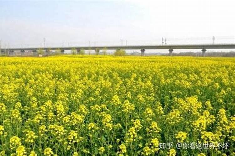 矿源黄腐酸钾使用方法