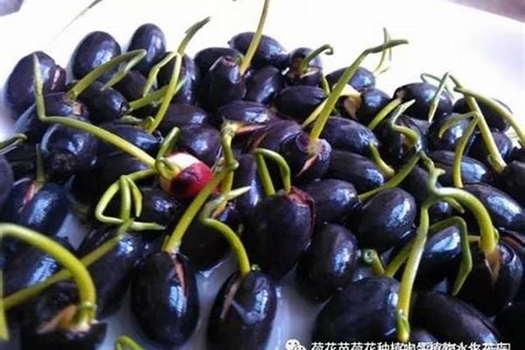 碗莲第二年如何养才能开花 碗莲第二年怎么养才能开花