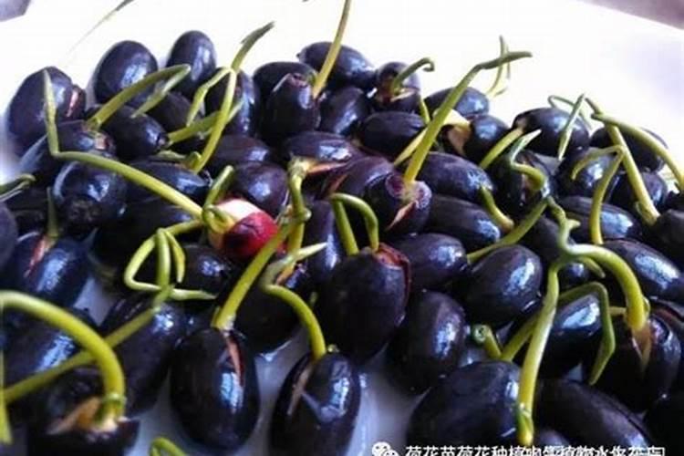 金正大的水溶肥,可以喷莲子吗。应该用多少克一百斤水