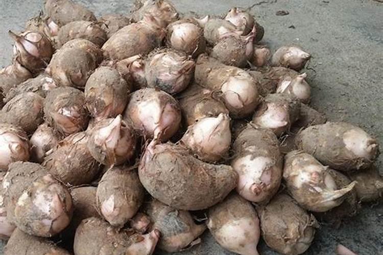 格桑花播种后什么时候施肥