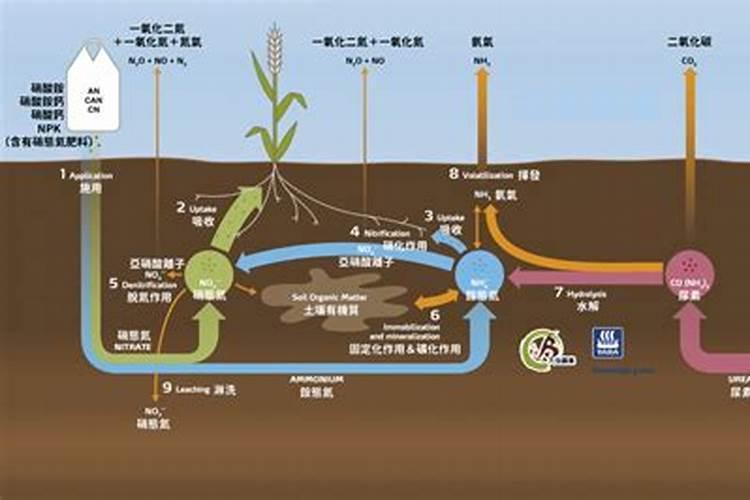 芒果的营养价值和功效及食用禁忌
