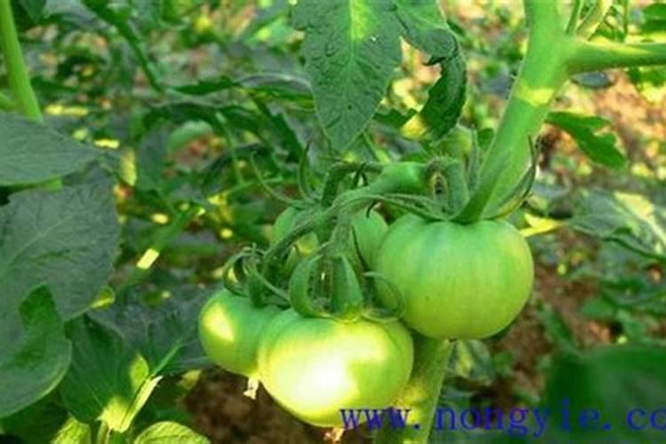 棉花后期喷什么叶面肥,棉花后期发黄怎么办
