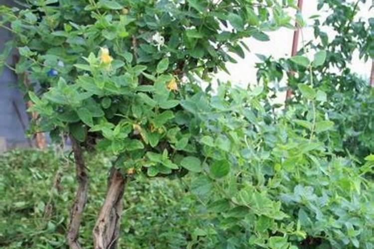 栽大蒜用什么肥料最好