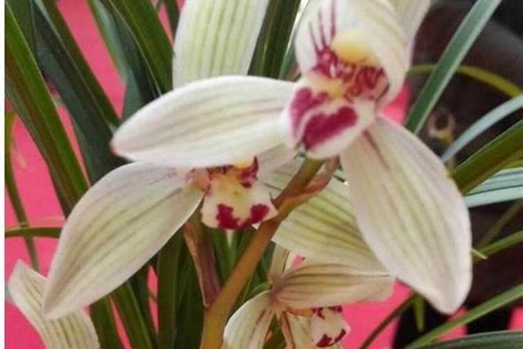 兰花不开花是什么原因所造成的