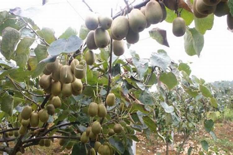 樱桃树什么时候施肥效果最好？樱桃树的最佳施肥和浇水时间