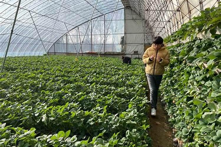 甜宝草莓苗如何管理自己种甜宝草莓要注意什么